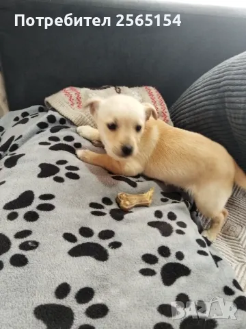 пинчерче момиче, снимка 1