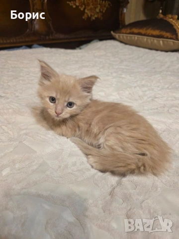 Мейн куун котета, снимка 3 - Мейн кун - 35075644