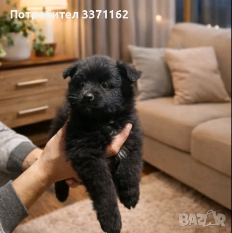  Померан шпиц, снимка 2 - Померан - 53540255