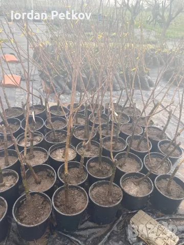 Ядлив кестен, снимка 2 - Градински цветя и растения - 48341354