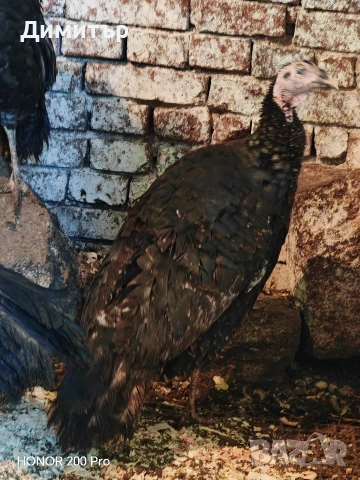 Пуйки порода Артисан , снимка 5 - Кокошки и пуйки - 52616371