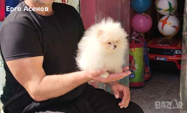 Чистокръвно мини Померанче!, снимка 11 - Померан - 54251251
