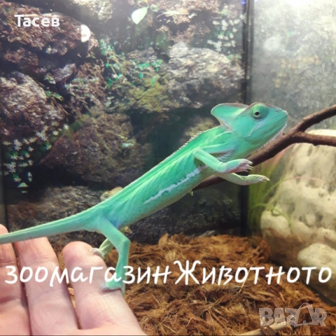 Йеменски хамелеон