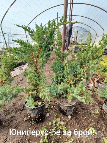 Продавам различни видове цветя, снимка 3 - Градински цветя и растения - 54170180