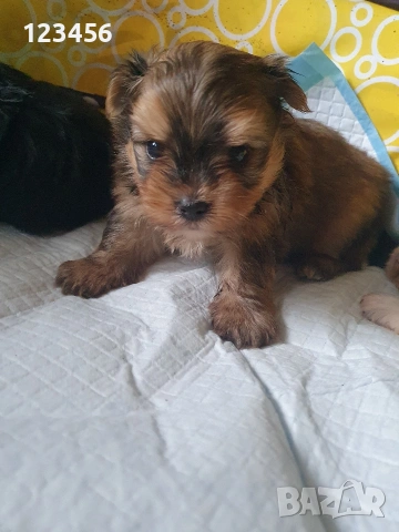 Мини йорки мъжко