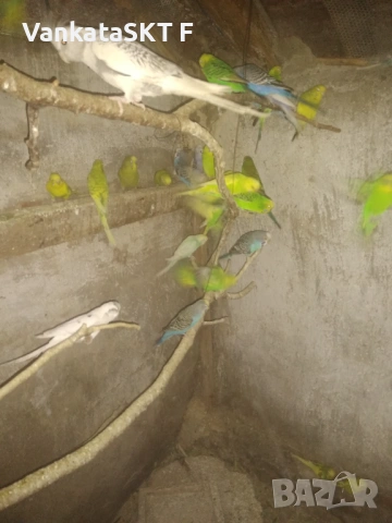 Папагали, снимка 2 - Папагали - 53117613