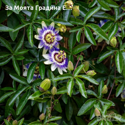 Пасифлора - Плод Маракуя , снимка 3 - Градински цветя и растения - 54019948