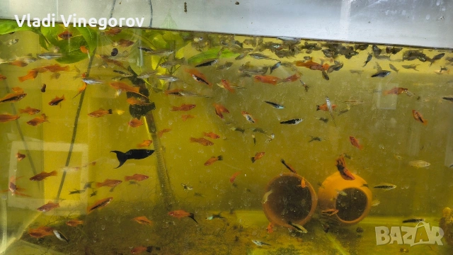 Аквариум 130 литра с рибки - само лично предаване гр.ВИДИН, снимка 2 - Рибки - 53255378