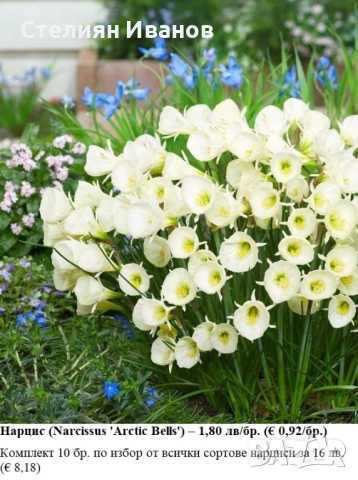 СОРТОВИ НАРЦИСИ - ЛУКОВИЦИ, снимка 2 - Сортови семена и луковици - 52372810