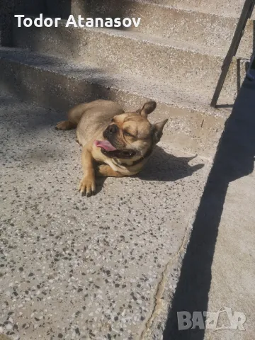 френски булдог женска. , снимка 4 - Френски булдог - 50194174