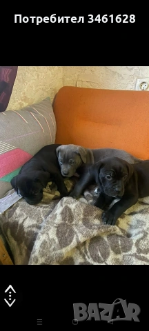 Кане Корсо бебета, снимка 7 - Кане корсо - 53012275