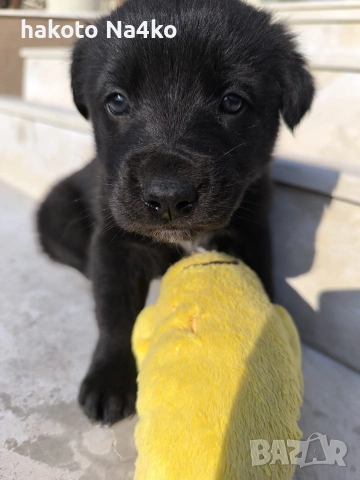 Малки сладури (кученца), снимка 3 - Други - 53710849