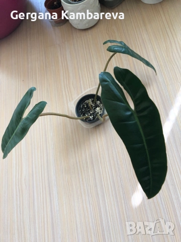 Philodendron Billietiae , снимка 4 - Стайни растения - 53824517