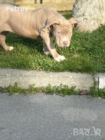 Американско були 