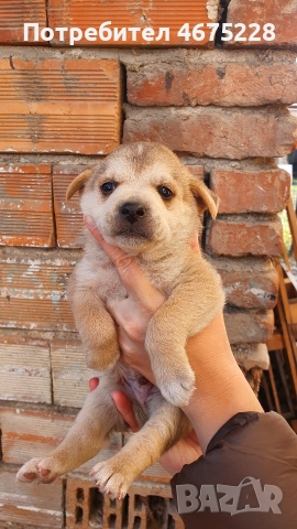 Подарявам кученца