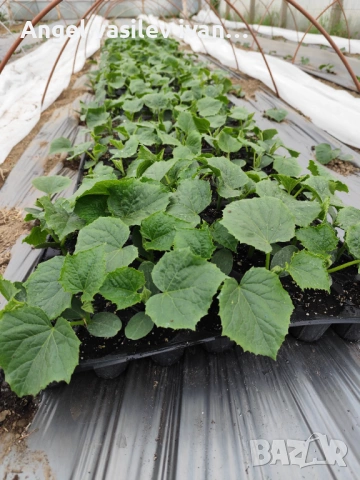 Разсад краставици Tasty King – здрав и високодобивен