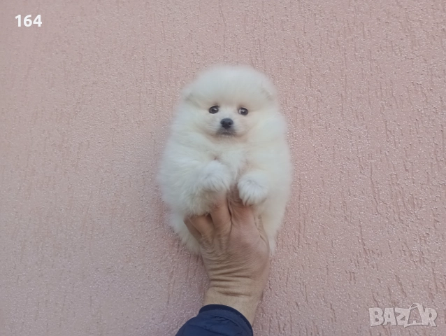 Мъжки Померан. Реални снимки от днес!, снимка 6 - Померан - 52847976