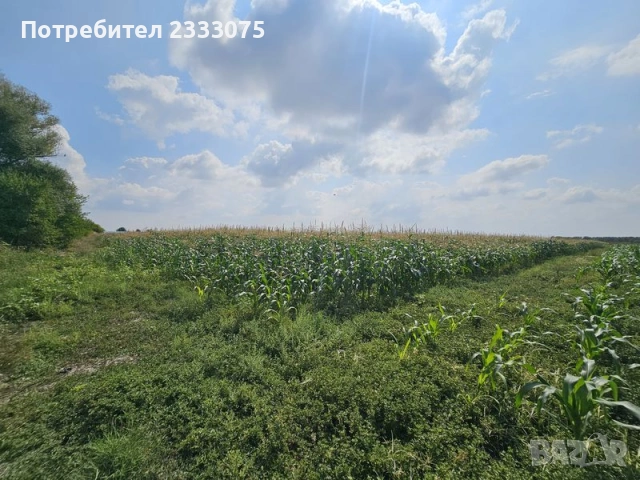 Продавам 24,860 дка земя в землището на с. Крислово, обл. Пловдив, снимка 3 - Земеделска земя - 53530333