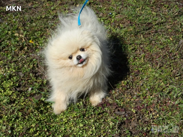 Красив мъжки померан мини, снимка 5 - Померан - 53816785