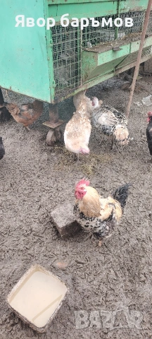 пуйки, пуяци или петли