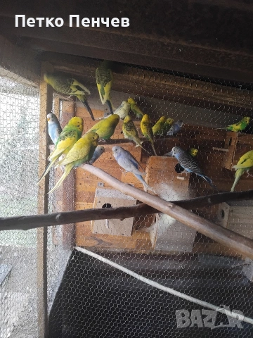 вълнисти папагали