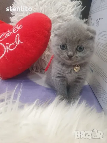 Шотландски клепоухи котета 