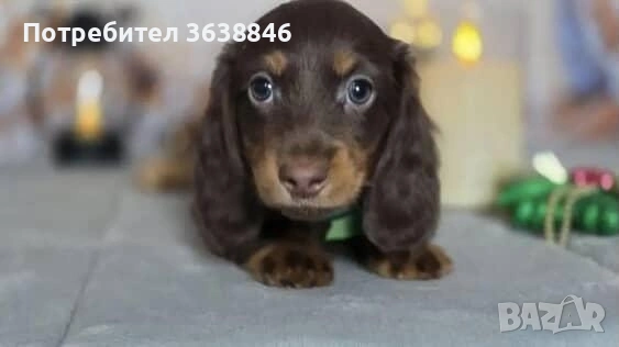 Дългокосмест мини дакел, снимка 4 - Дакели - 53047034