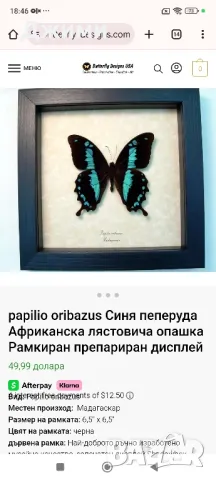 препарирани пеперуди, снимка 12 - Антикварни и старинни предмети - 50045495