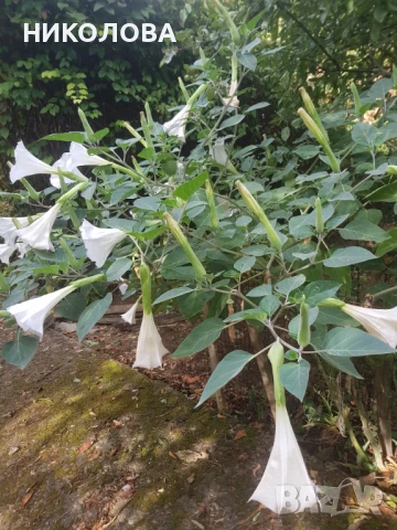 ДАТУРА / татул, снимка 1