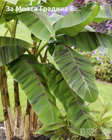 Червен Банан , снимка 5 - Градински цветя и растения - 53634457