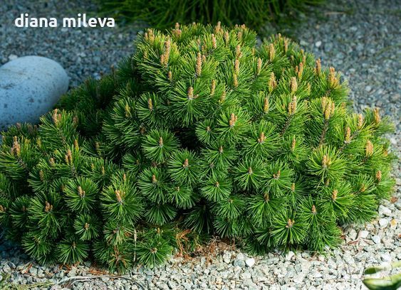  Pinus Mugo Mughus, Клек, снимка 2 - Градински цветя и растения - 40696492