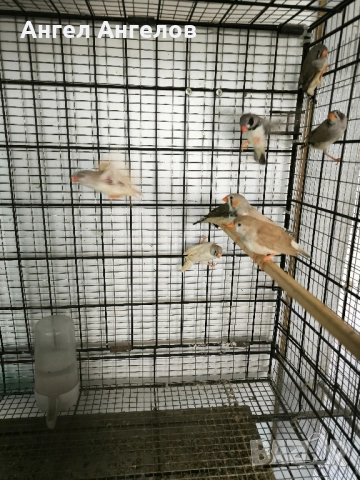 зеброви амадини , снимка 9 - Амадини - 52357881