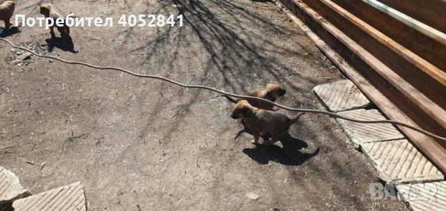 Белгийска овчарка, снимка 7 - Белгийска овчарка - 53830391