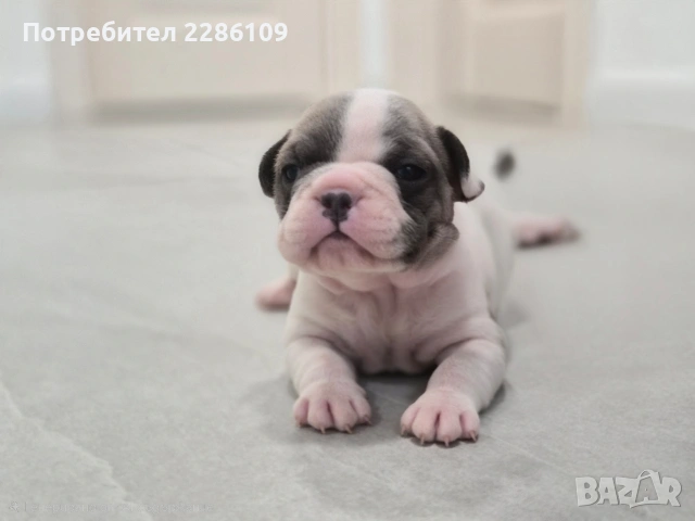 Френски булдог