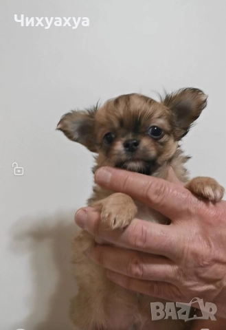 Чихуахуа мъжки и женски, снимка 7 - Чихуахуа - 41803190