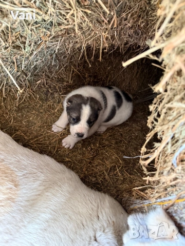 Алабай /САО  чистокръвни , снимка 4 - Кангал - 53735780