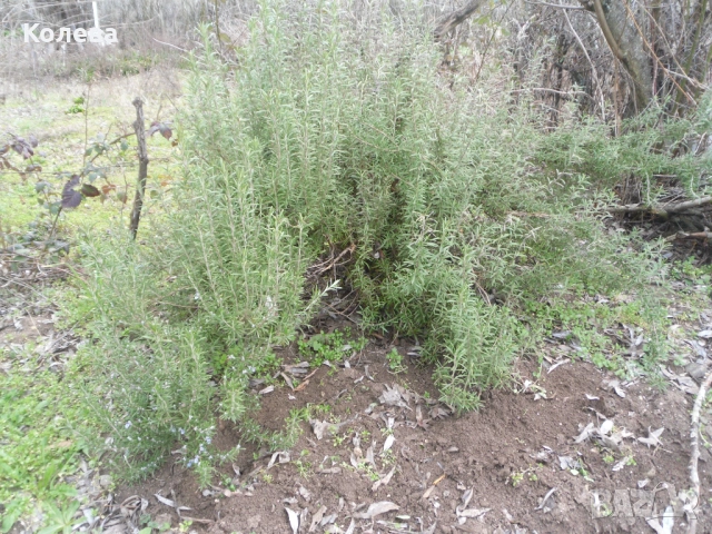 Подправка Розмарин, снимка 2 - Градински цветя и растения - 53731300