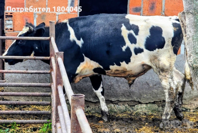 ПРОДАВАМ: 3 мъжки телета (скопени) 4 евро за килограм, общо тегло 1тон, снимка 5 - Крави - 54018971