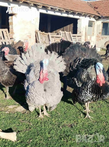 пуйки , снимка 2 - други­ - 52392364