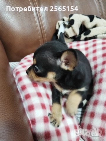 Пинчер момче, снимка 3 - Пинчер - 54022635