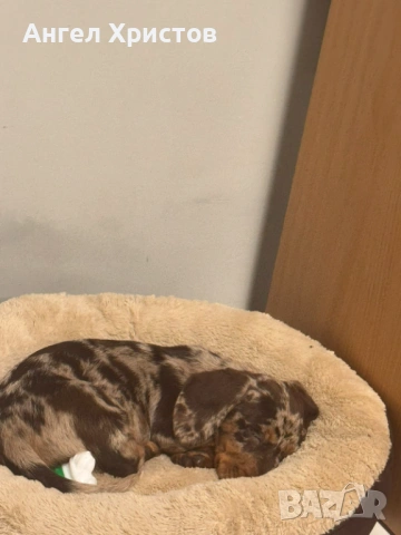 Продавам Мраморен Дакел, снимка 3 - Дакели - 53193234