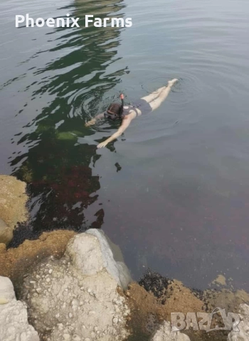 Пресни Рапани, Шипки, Билков Мед, пелин, снимка 16 - Домашни продукти - 51942912