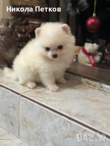 Померан мини , снимка 7 - Померан - 52597630