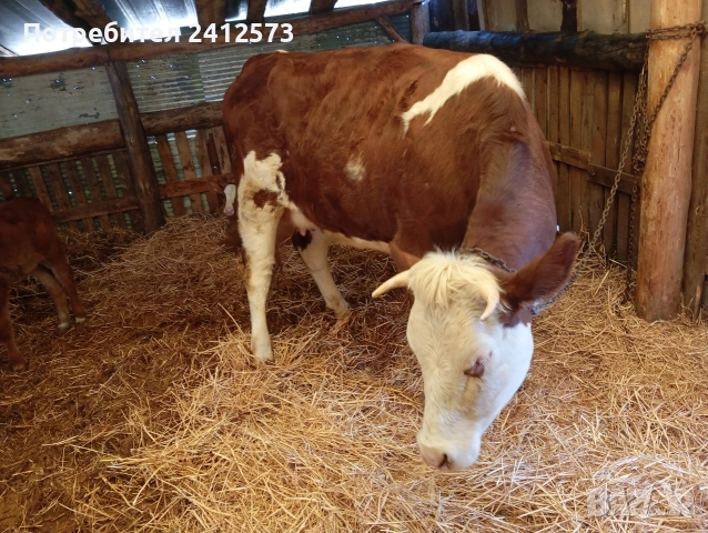 Продавам крави на първо,второ и трето теле,договаряне, снимка 8 - Крави - 53754897