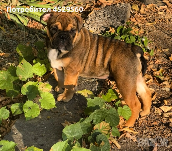 Английски булдог, снимка 1
