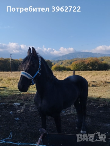 Продавам кобили, снимка 7 - Коне - 51892871