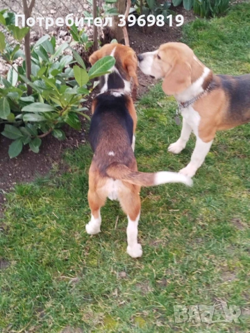 Бигъл, снимка 5 - Бигъл - 53832957