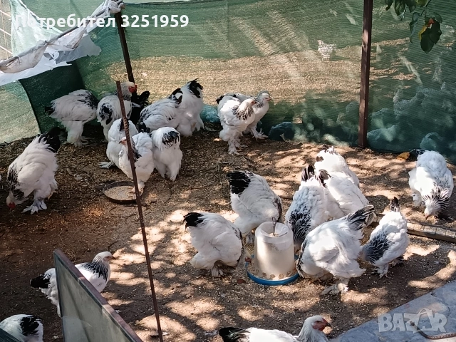 Колумбииска брама, снимка 3 - други­ - 53728550