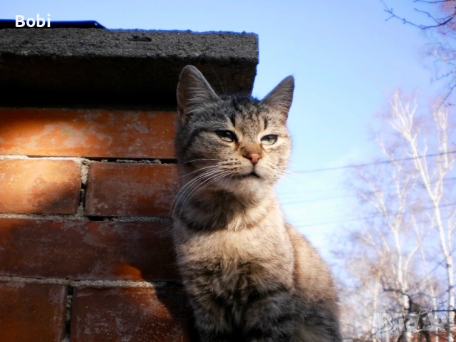 Olympus T-100 – комплект, готова за снимане, снимка 8 - Фотоапарати - 53886319