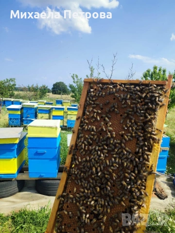 Пчелни семейства 2026, снимка 3 - За пчели - 53670885